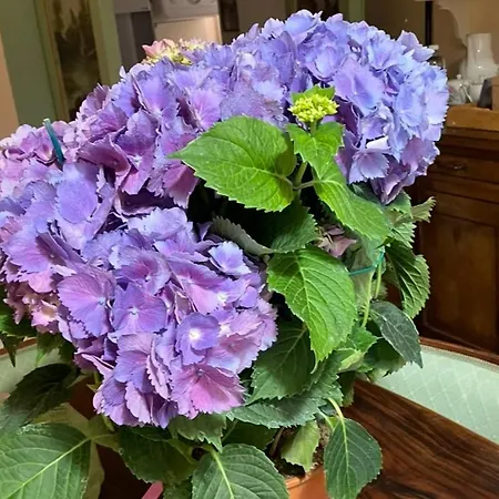 Nel Cuore Di Apartman *